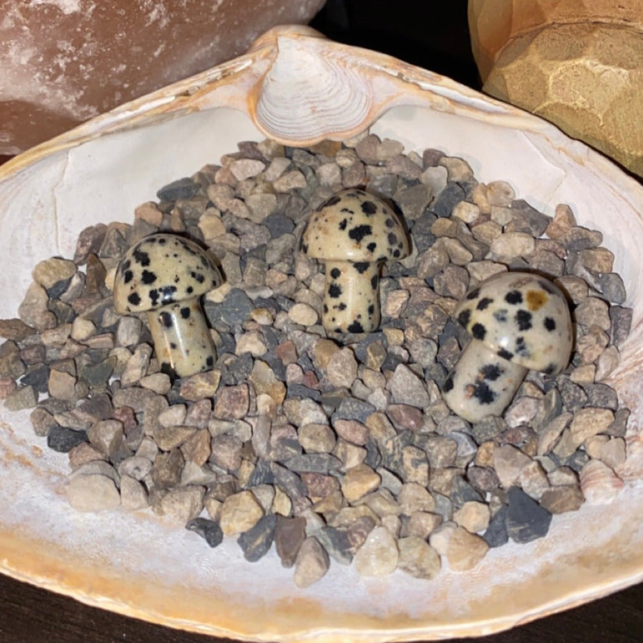 Dalmatian Jasper Mushroom